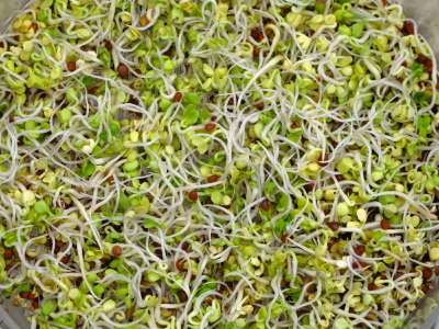 sprouts