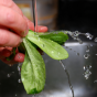 Vegetable And Fruits Wash – How to Wash Pesticides Away?