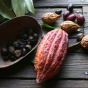 Cacao – The Food of the Gods