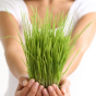 How To Grow Wheatgrass – Growing Wheatgrass 101