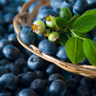 Blueberries Health Benefits & Nutrition